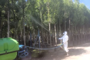 Kocaeli'nde fidanlıkta zararlılara karşı ilaçlama çalışması yapan belediye ekipleri