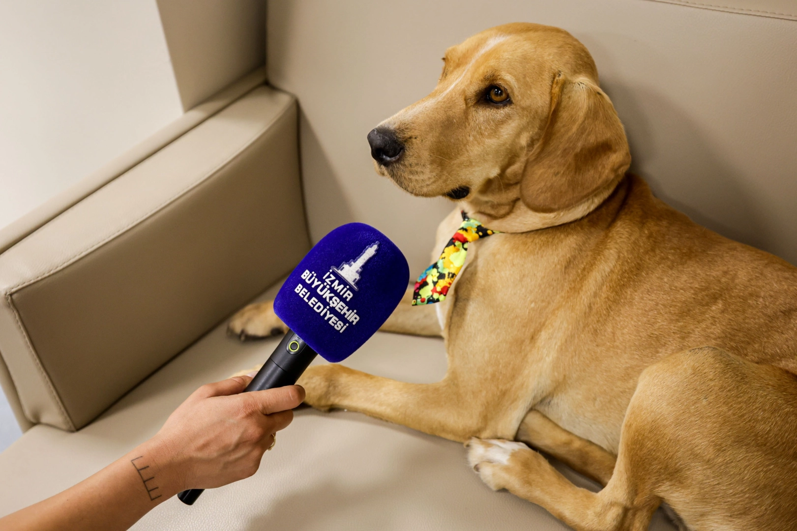İzmir'de bir engelli hizmet merkezinin maskotu haline gelen Bal adlı köpek.