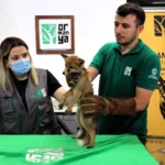 Yavru tilki, Kocaeli Ormanya'da tedavi merkezinde iyileşme sürecinde.