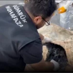 Gümrük Muhafaza ekiplerinin uyuşturucu kaçakçılığına karşı yürüttüğü operasyonlar ve ele geçirilen uyuşturucu miktarı