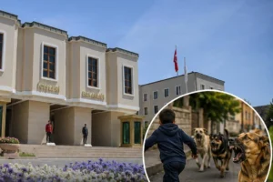 Köpek saldırıları sonrası belediye başkanlarına işlem: Muğla, Erzurum ve Şanlıurfa'da incelemeler