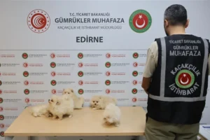 Kapıkule Gümrük Kapısı'nda 6 Pomeranian cinsi köpek yavrusuna el konuldu