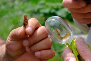 Kuzuyayla'da doğa gözlemi ve biyoçeşitlilik etkinliği