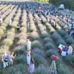 İzmit'te düzenlenen geleneksel Lavanta Şenliği'nde mor lavanta tarlaları ve halkın yoğun katılımı