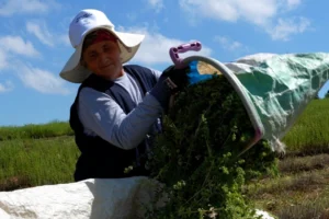 Kocaeli'de TABİP projesi kapsamında kekik hasadı yapılıyor, çiftçiler tarlada çalışıyor.