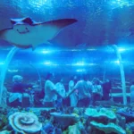 Kocaeli Körfez Aqua Kıtalar Akvaryumu'nun dış cephesi ve giriş alanı