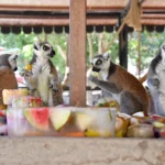 Mersin Tarsus Doğa Parkı'nda bir hayvanın buzlu meyve kokteyli yediği an.