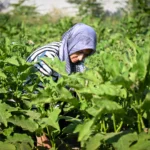 Bornova Altındağ Kent Bostanı'nda ilk hasat heyecanı yaşayan kadınlar