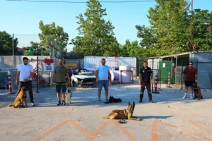 Maltepe Belediyesi'nin arama kurtarma köpekleri eğitim parkurunda çalışma yaparken
