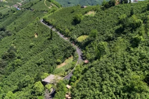 Ordu Ulubey'de tamamlanan sıcak asfalt çalışmasıyla modernize edilen grup yolu