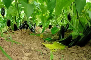 Kocaeli'de modern sera desteğiyle çiftçiler bereketli hasat yaptı