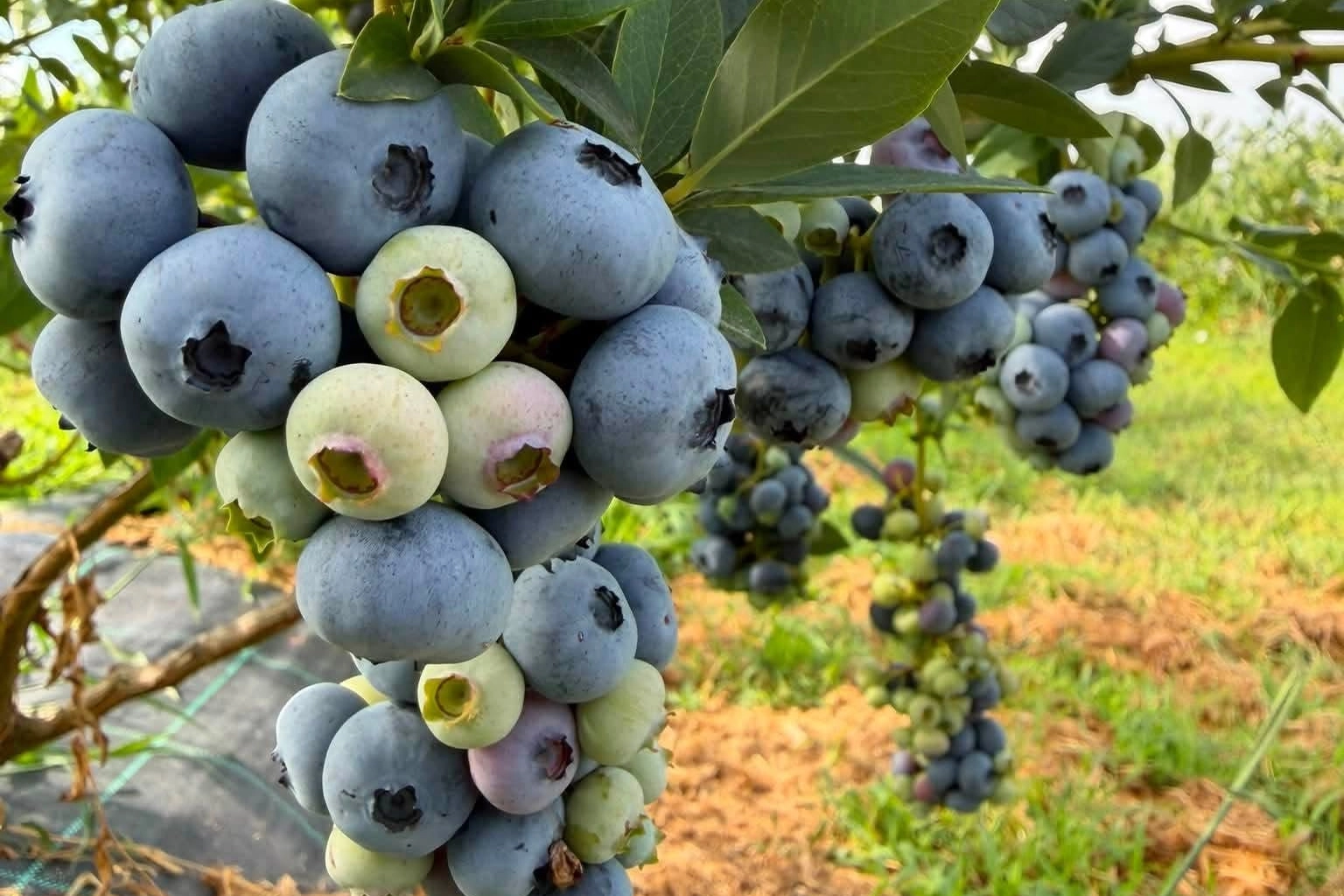 Edirne İpsala'da 'mavi altın' olarak bilinen yaban mersini hasadından bir görüntü.