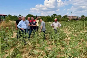 Edirne Keşan'da fırtına sonrası tarım arazilerinde hasar tespiti yapılıyor