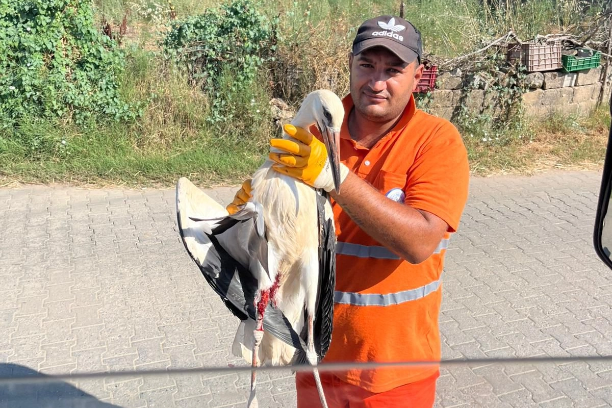 Milas'ta yaralı leyleğin kurtarılma anı