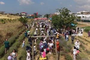 Çayırova Lavanta Hasadı Şenliği'nde mor lavantalar arasında yürüyen vatandaşlar