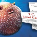 Balon balığı avcılığı destekleme ödemeleri arttı, zehirli tür için balık başına 35 TL ödenecek.