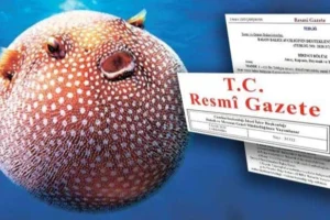 Balon balığı avcılığı destekleme ödemeleri arttı, zehirli tür için balık başına 35 TL ödenecek.