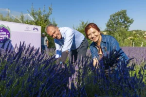 Mersin'de düzenlenen 8. Lavanta Hasat Şenliği'nden renkli görüntüler ve lavanta tarlaları