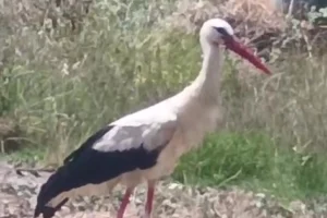 Keşan'da İzzetiye Mahallesi'ni ziyaret eden ve beslenen leylek