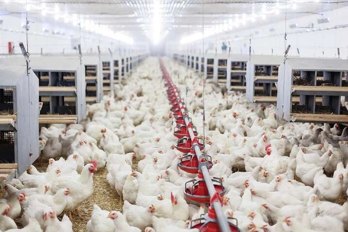 TÜİK Mayıs 2026 kümes hayvancılığı üretim verileri: Tavuk eti ve yumurta üretimi karşılaştırması