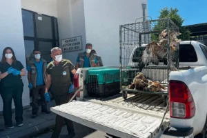 Kayseri'de tedavi edilen 35 yaban kuşu doğaya salındı