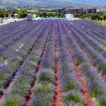 Kayseri Recep Tayyip Erdoğan Millet Bahçesi'nde açan mor lavanta tarlaları ve Erciyes Dağı manzarası