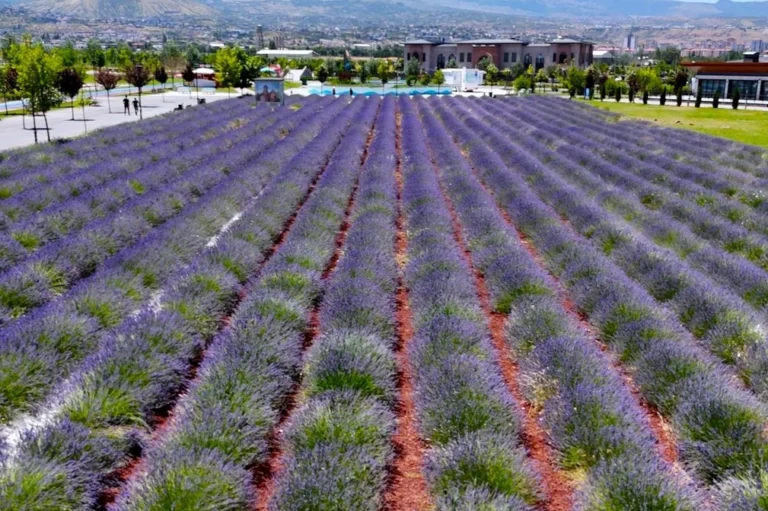 Kayseri Recep Tayyip Erdoğan Millet Bahçesi'nde açan mor lavanta tarlaları ve Erciyes Dağı manzarası